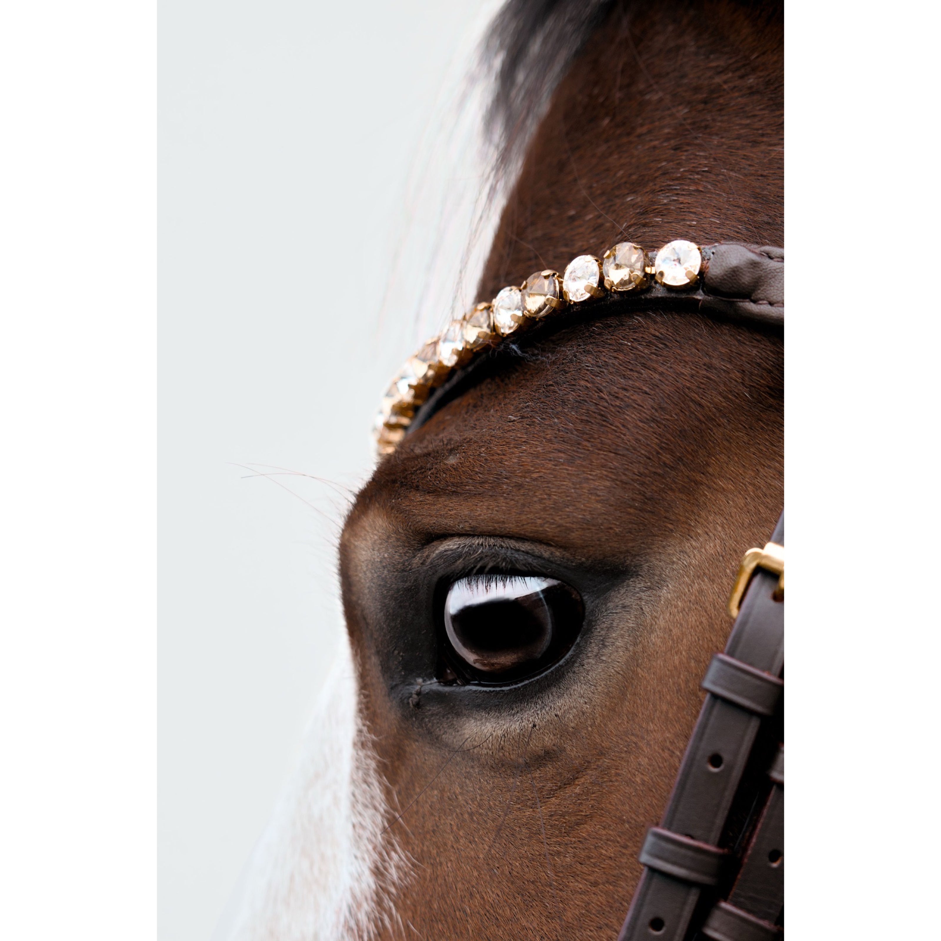 Frontal Gold and White Eagle