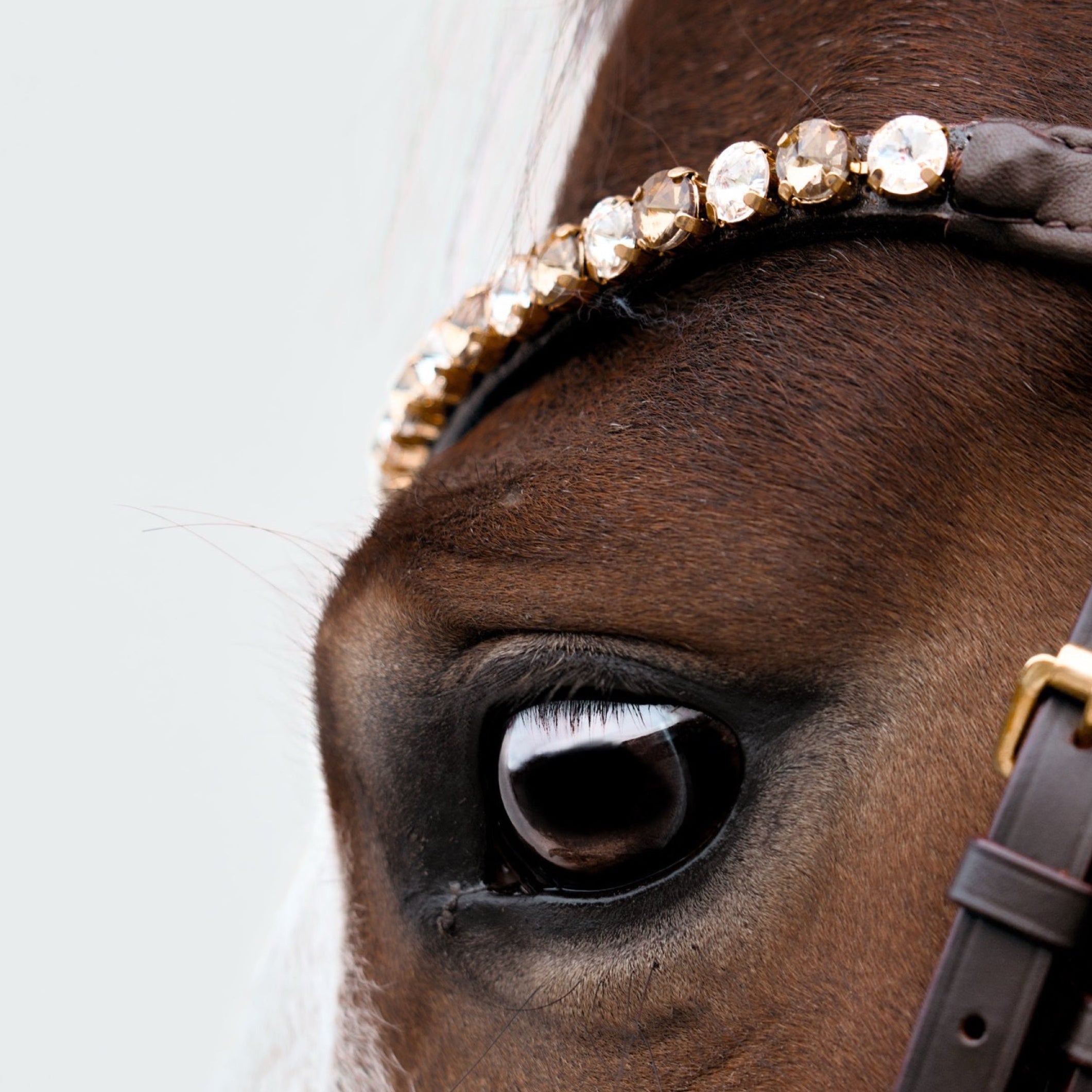 Gold and White Eagle Headband – Brown Leather & Crystals | HIT PONY
