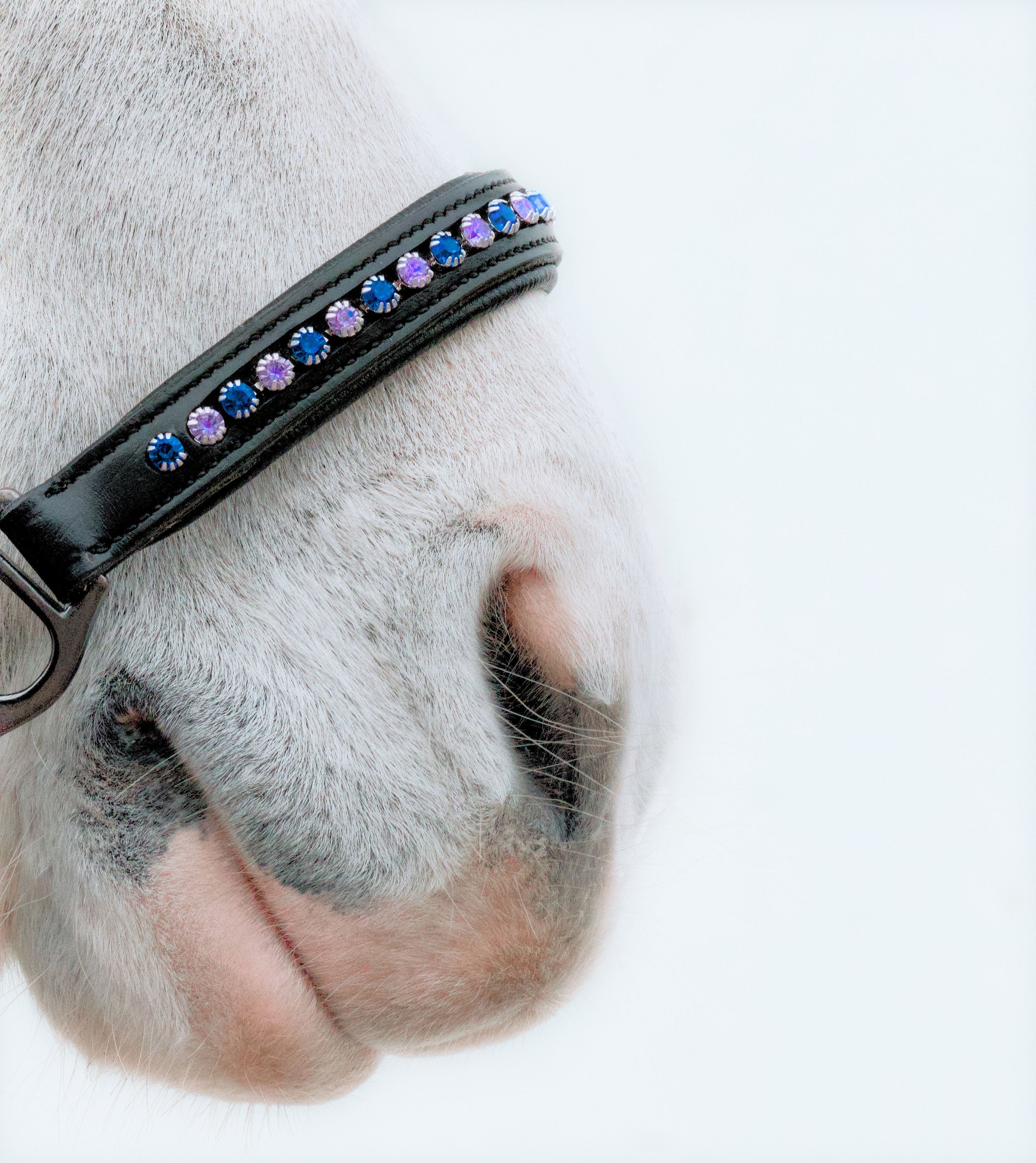 Licol Riverstone Sapphire – Cuir Noir & Pierres Bleu & Rose | HIT PONY