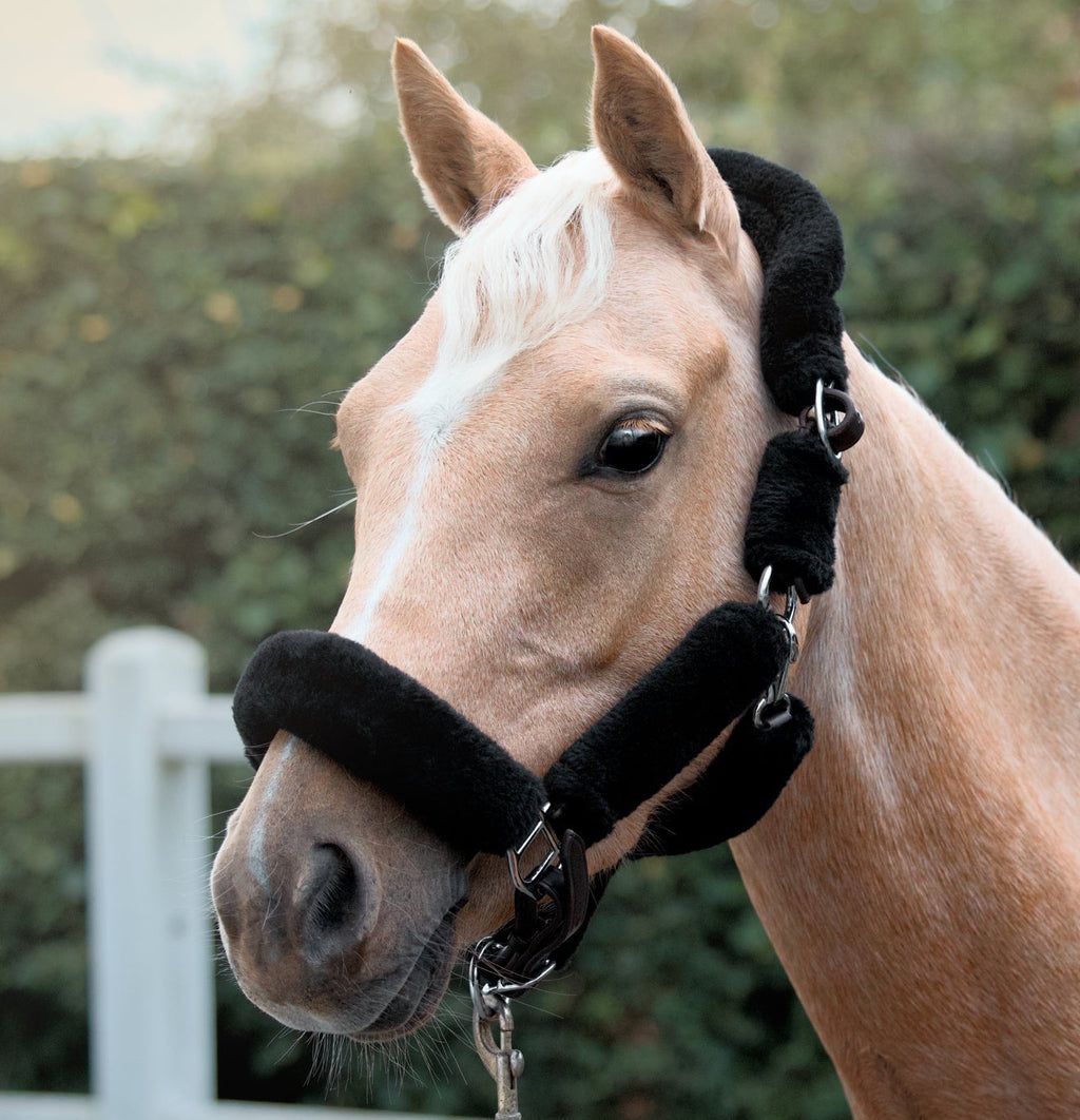 Licol Arizona Laine Noir + longe incluse