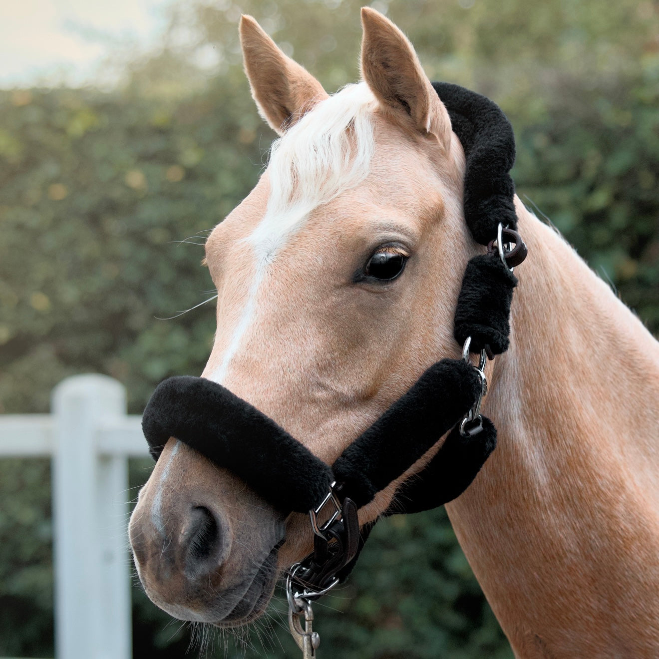 Licol Arizona Wool Noir