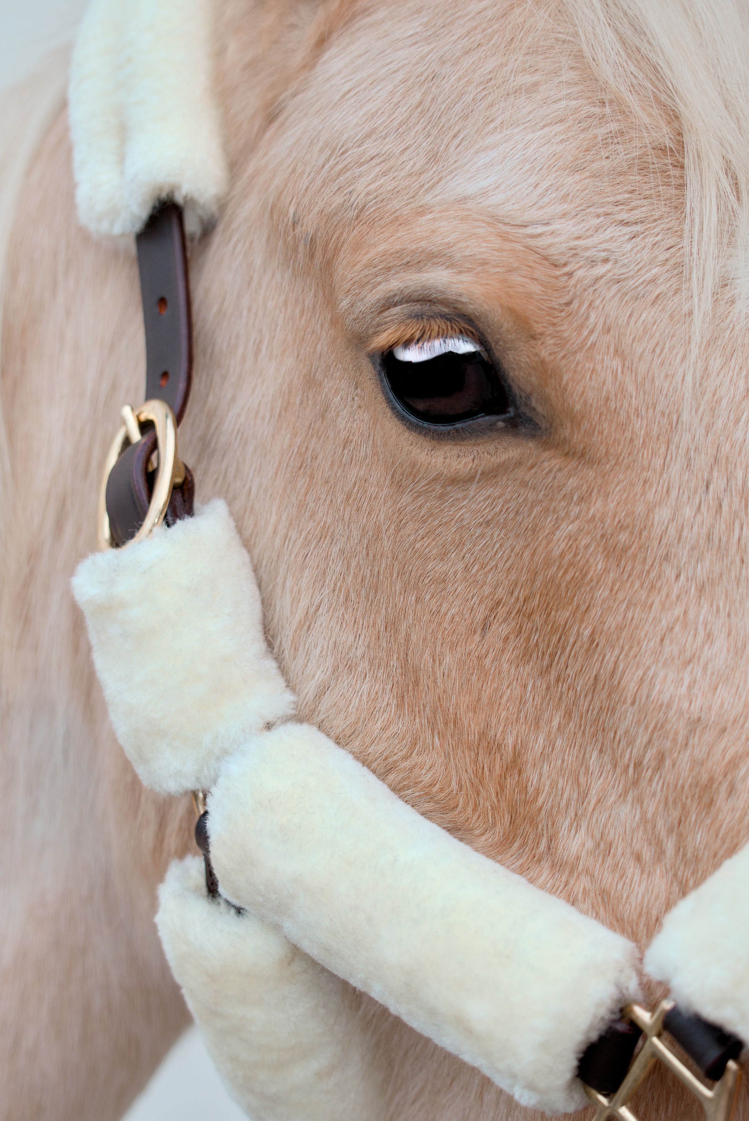 Halfter Arizona Elfenbein-Wolle – Braunes Leder & Wolle | HIT PONY