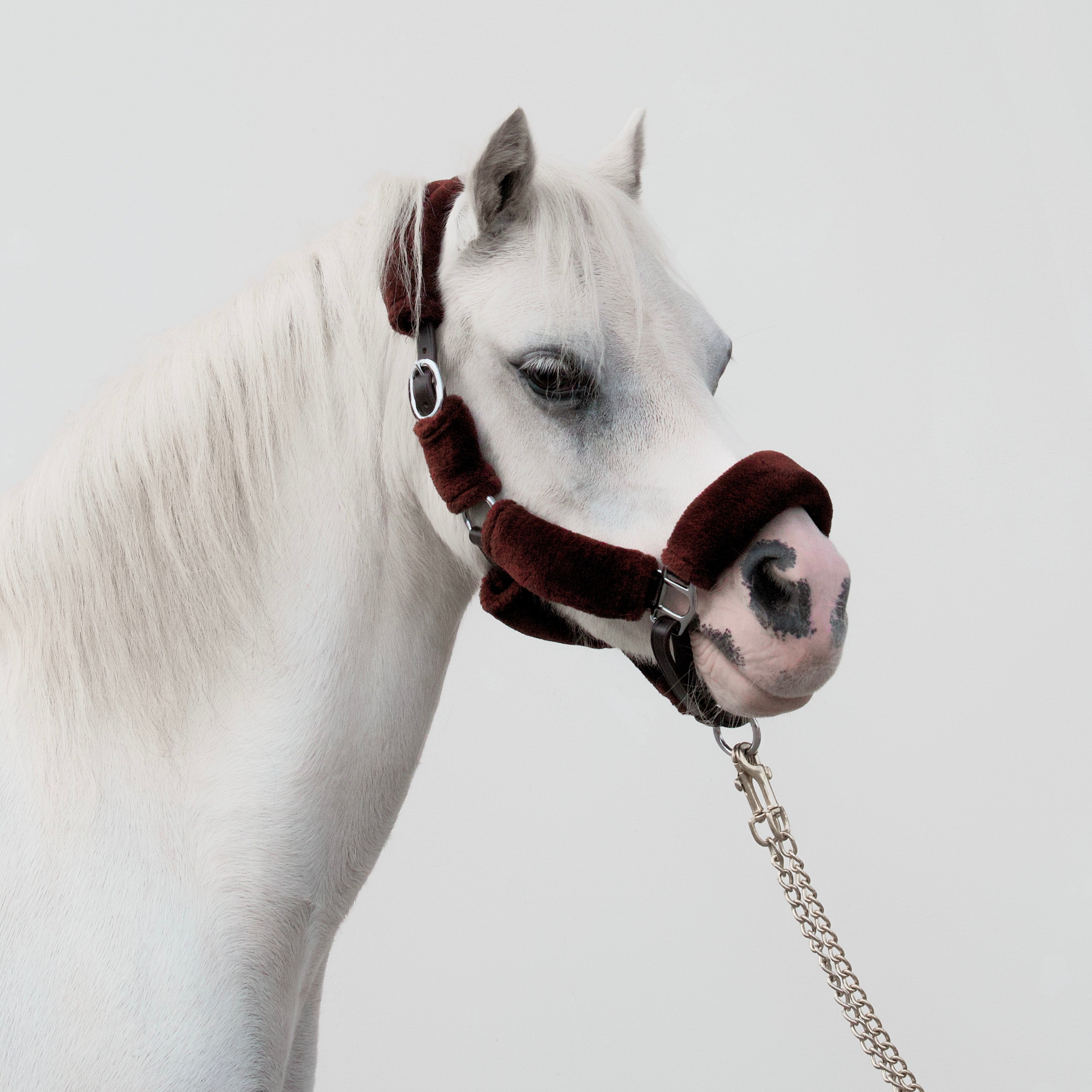 Licol Arizona Wool Brown