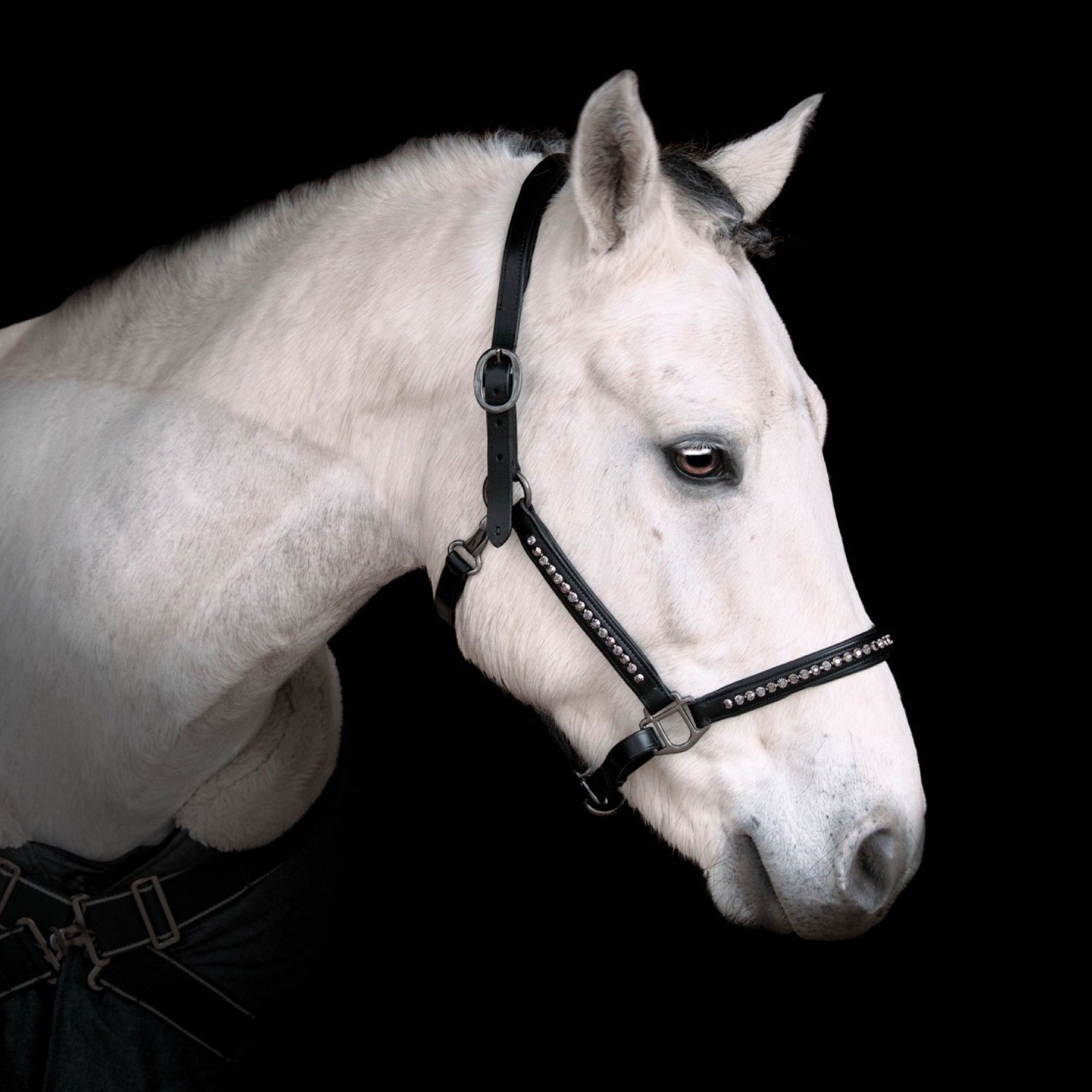 Licol Riverstone Black Diamond – Cuir Noir & Strass | HIT PONY