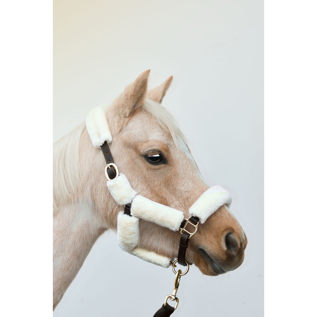 Licol Arizona Laine Ivoire + longe incluse