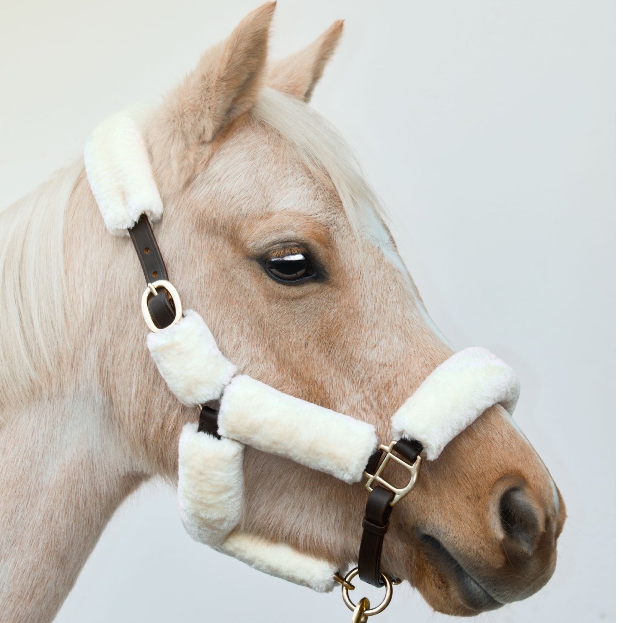 Halfter Arizona Elfenbein-Wolle – Braunes Leder & Wolle | HIT PONY