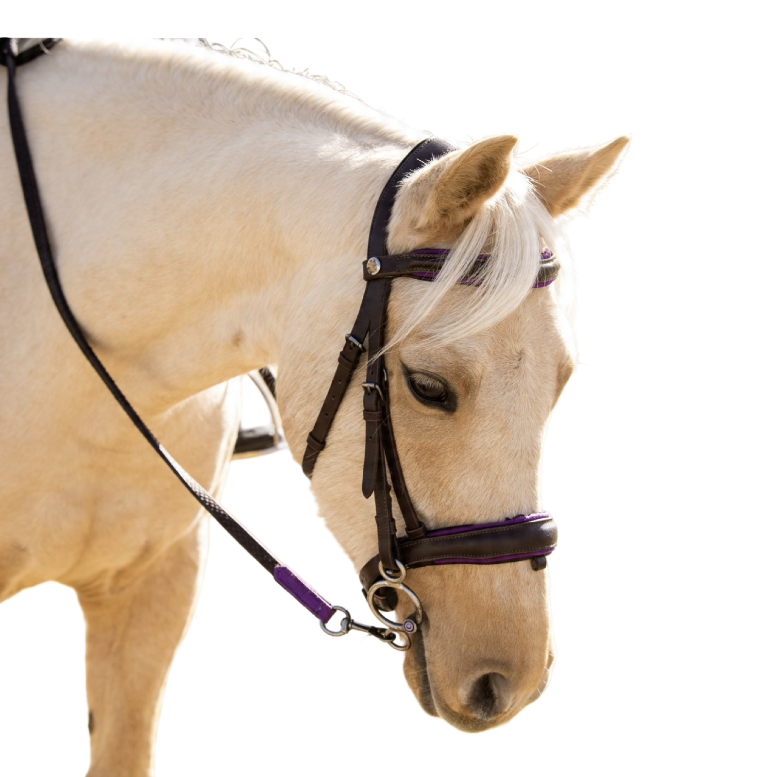 Trense Raven Violett – Braunes Leder | HIT PONY