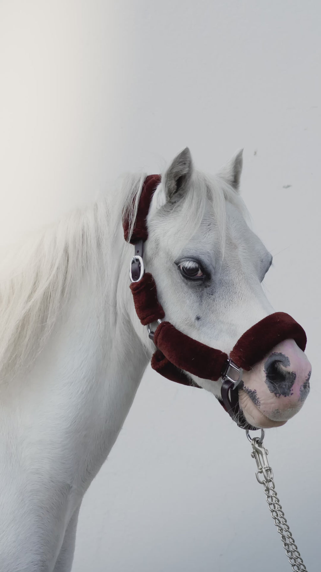 Licol Arizona Laine Marron + longe incluse